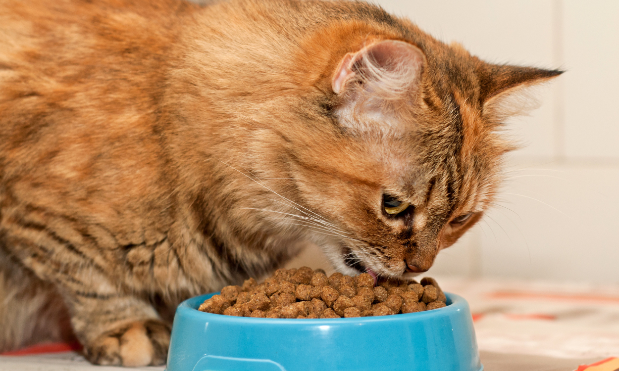 What Dry Foods Are Best for Cats? - Pet Cat Info